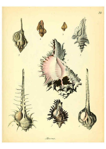 Reproducción/Reproduction 6029089094: Conchylienbuch, oder, Allgemeine und besondere Naturgeschichte der Muscheln und Schnecken Stuttgart :Verlag von Krais & Hoffmann,1855