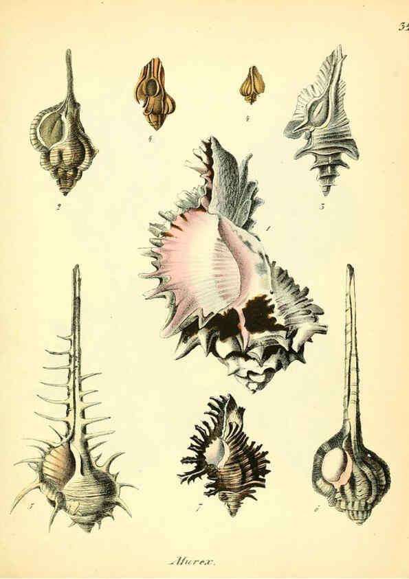 Reproducción/Reproduction 6029089094: Conchylienbuch, oder, Allgemeine und besondere Naturgeschichte der Muscheln und Schnecken Stuttgart :Verlag von Krais & Hoffmann,1855