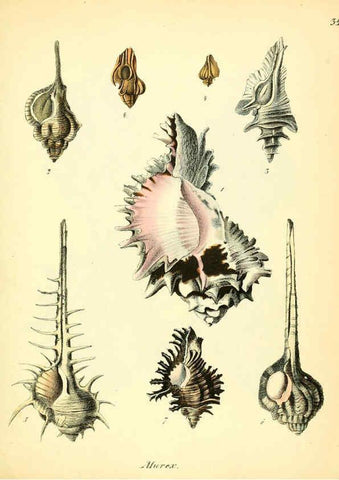 Reproducción/Reproduction 6029089094: Conchylienbuch, oder, Allgemeine und besondere Naturgeschichte der Muscheln und Schnecken Stuttgart :Verlag von Krais & Hoffmann,1855