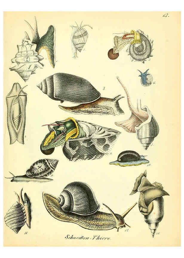 Reproducción/Reproduction 6028532795: Conchylienbuch, oder, Allgemeine und besondere Naturgeschichte der Muscheln und Schnecken Stuttgart :Verlag von Krais & Hoffmann,1855