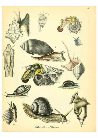 Reproducción/Reproduction 6028532795: Conchylienbuch, oder, Allgemeine und besondere Naturgeschichte der Muscheln und Schnecken Stuttgart :Verlag von Krais & Hoffmann,1855