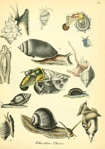 Reproducción/Reproduction 6028532795: Conchylienbuch, oder, Allgemeine und besondere Naturgeschichte der Muscheln und Schnecken Stuttgart :Verlag von Krais & Hoffmann,1855