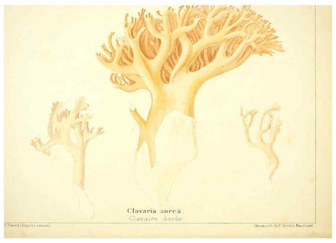 Reproducción/Reproduction 6029059864: Les champignons comestibles du Canton de Neuchâtel Neuchâtel :Société neuchateloise d'utilité publique,1861-1869