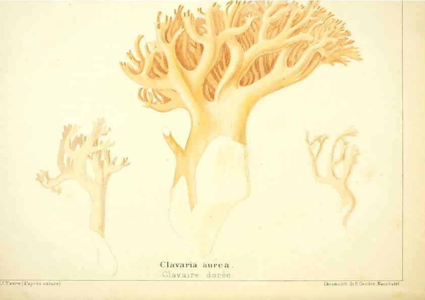 Reproducción/Reproduction 6029059864: Les champignons comestibles du Canton de Neuchâtel Neuchâtel :Société neuchateloise d'utilité publique,1861-1869
