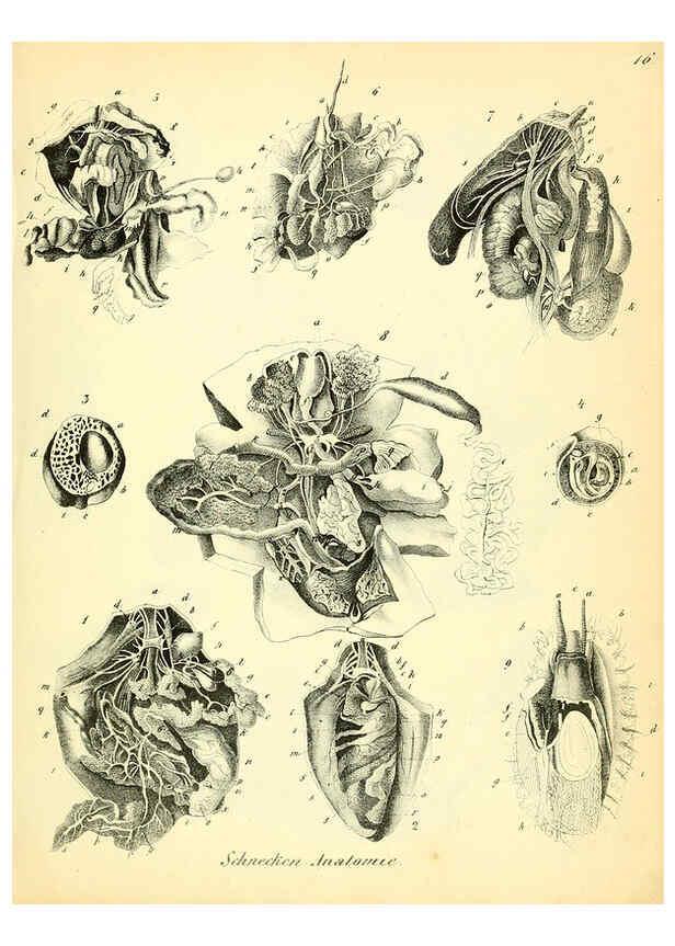 Reproducción/Reproduction 6029085054: Conchylienbuch, oder, Allgemeine und besondere Naturgeschichte der Muscheln und Schnecken Stuttgart :Verlag von Krais & Hoffmann,1855
