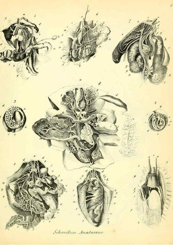 Reproducción/Reproduction 6029085054: Conchylienbuch, oder, Allgemeine und besondere Naturgeschichte der Muscheln und Schnecken Stuttgart :Verlag von Krais & Hoffmann,1855
