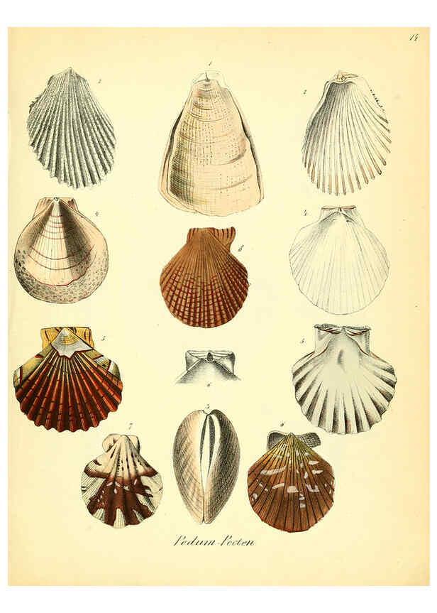 Reproducción/Reproduction 6028532149: Conchylienbuch, oder, Allgemeine und besondere Naturgeschichte der Muscheln und Schnecken Stuttgart :Verlag von Krais & Hoffmann,1855