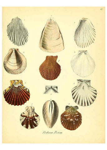 Reproducción/Reproduction 6028532149: Conchylienbuch, oder, Allgemeine und besondere Naturgeschichte der Muscheln und Schnecken Stuttgart :Verlag von Krais & Hoffmann,1855