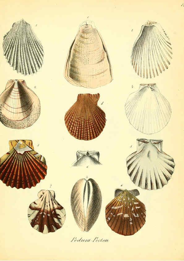 Reproducción/Reproduction 6028532149: Conchylienbuch, oder, Allgemeine und besondere Naturgeschichte der Muscheln und Schnecken Stuttgart :Verlag von Krais & Hoffmann,1855