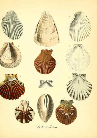Reproducción/Reproduction 6028532149: Conchylienbuch, oder, Allgemeine und besondere Naturgeschichte der Muscheln und Schnecken Stuttgart :Verlag von Krais & Hoffmann,1855