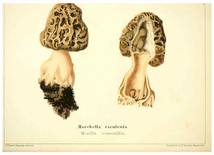 Reproducción/Reproduction 6028507383: Les champignons comestibles du Canton de Neuchâtel Neuchâtel :Société neuchateloise d'utilité publique,1861-1869