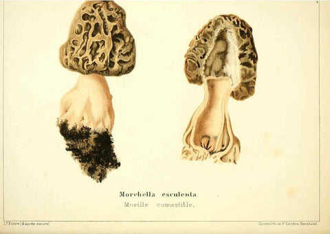 Reproducción/Reproduction 6028507383: Les champignons comestibles du Canton de Neuchâtel Neuchâtel :Société neuchateloise d'utilité publique,1861-1869