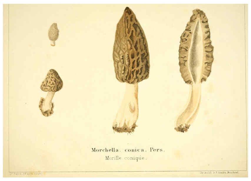 Reproducción/Reproduction 6029060346: Les champignons comestibles du Canton de Neuchâtel Neuchâtel :Société neuchateloise d'utilité publique,1861-1869