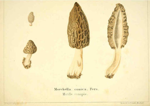 Reproducción/Reproduction 6029060346: Les champignons comestibles du Canton de Neuchâtel Neuchâtel :Société neuchateloise d'utilité publique,1861-1869