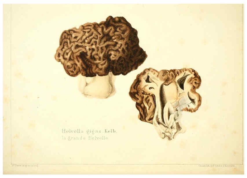 Reproducción/Reproduction 6029060500: Les champignons comestibles du Canton de Neuchâtel Neuchâtel :Société neuchateloise d'utilité publique,1861-1869