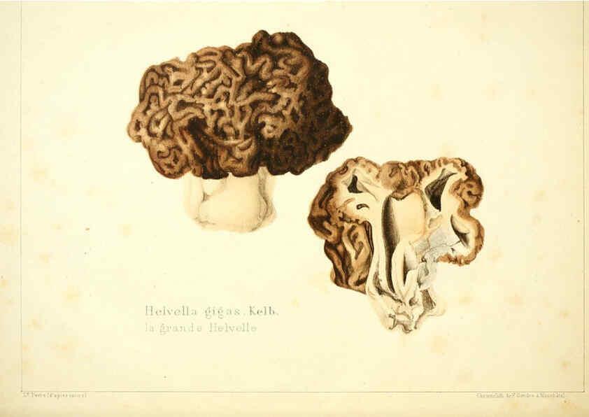 Reproducción/Reproduction 6029060500: Les champignons comestibles du Canton de Neuchâtel Neuchâtel :Société neuchateloise d'utilité publique,1861-1869