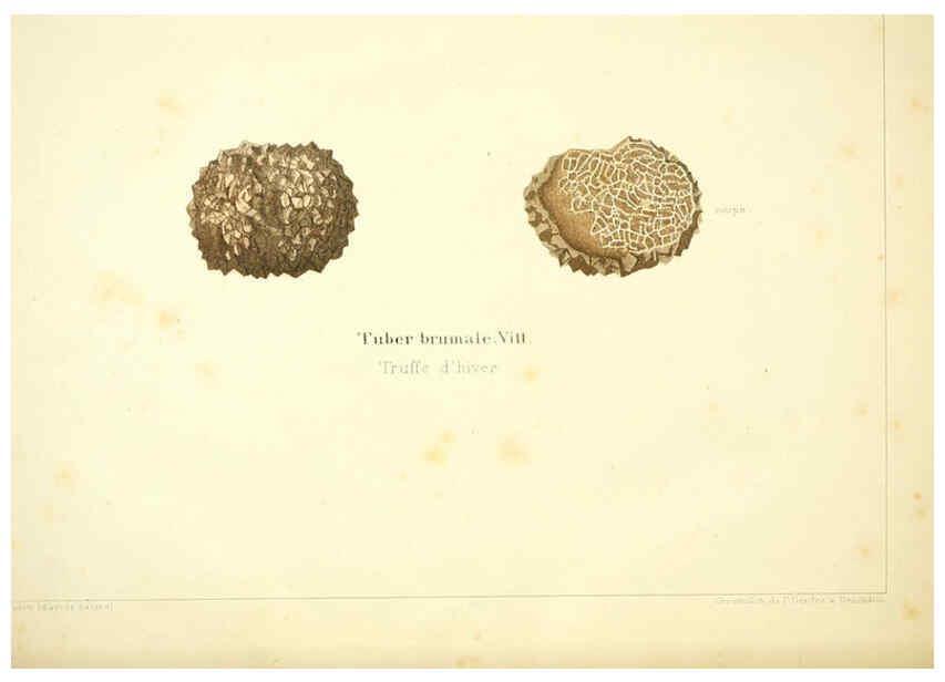 Reproducción/Reproduction 6029060630: Les champignons comestibles du Canton de Neuchâtel Neuchâtel :Société neuchateloise d'utilité publique,1861-1869