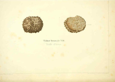 Reproducción/Reproduction 6029060630: Les champignons comestibles du Canton de Neuchâtel Neuchâtel :Société neuchateloise d'utilité publique,1861-1869