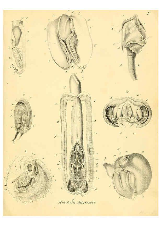 Reproducción/Reproduction 6028529331: Conchylienbuch, oder, Allgemeine und besondere Naturgeschichte der Muscheln und Schnecken Stuttgart :Verlag von Krais & Hoffmann,1855
