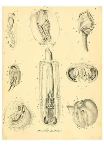 Reproducción/Reproduction 6028529331: Conchylienbuch, oder, Allgemeine und besondere Naturgeschichte der Muscheln und Schnecken Stuttgart :Verlag von Krais & Hoffmann,1855