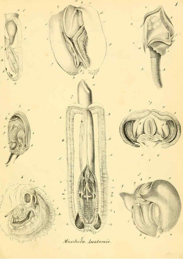 Reproducción/Reproduction 6028529331: Conchylienbuch, oder, Allgemeine und besondere Naturgeschichte der Muscheln und Schnecken Stuttgart :Verlag von Krais & Hoffmann,1855