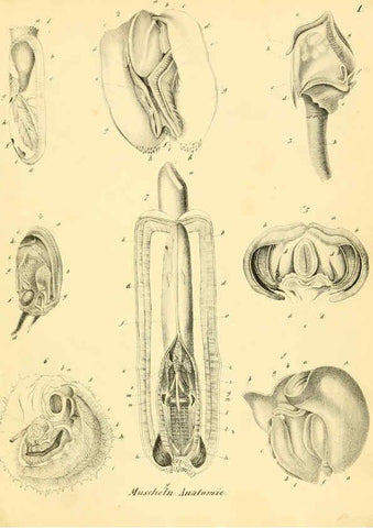 Reproducción/Reproduction 6028529331: Conchylienbuch, oder, Allgemeine und besondere Naturgeschichte der Muscheln und Schnecken Stuttgart :Verlag von Krais & Hoffmann,1855