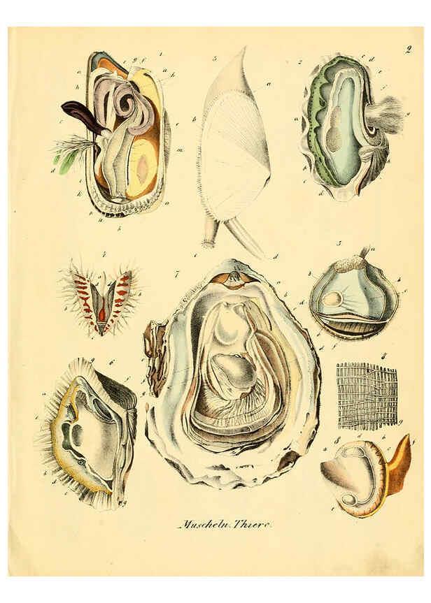 Reproducción/Reproduction 6028529523: Conchylienbuch, oder, Allgemeine und besondere Naturgeschichte der Muscheln und Schnecken Stuttgart :Verlag von Krais & Hoffmann,1855