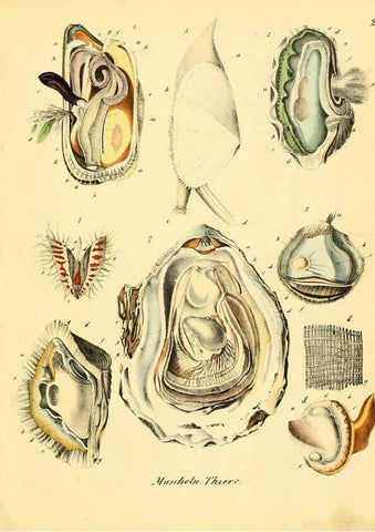 Reproducción/Reproduction 6028529523: Conchylienbuch, oder, Allgemeine und besondere Naturgeschichte der Muscheln und Schnecken Stuttgart :Verlag von Krais & Hoffmann,1855