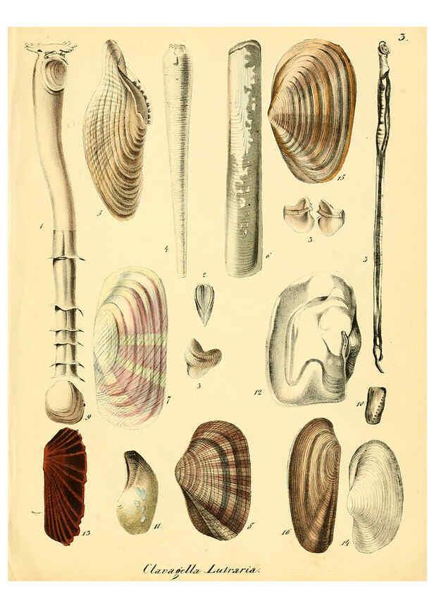 Reproducción/Reproduction 6029082292: Conchylienbuch, oder, Allgemeine und besondere Naturgeschichte der Muscheln und Schnecken Stuttgart :Verlag von Krais & Hoffmann,1855