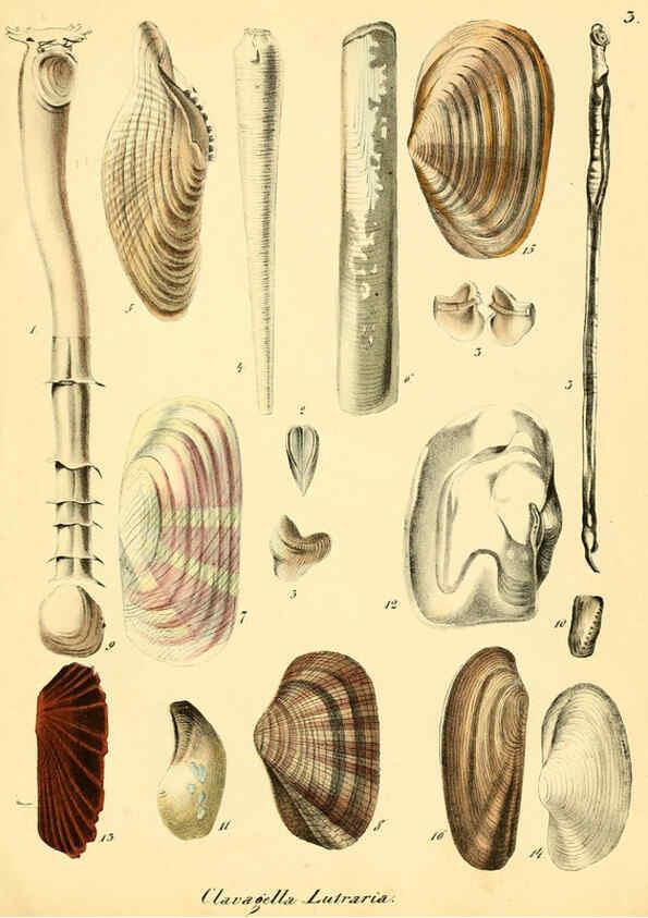Reproducción/Reproduction 6029082292: Conchylienbuch, oder, Allgemeine und besondere Naturgeschichte der Muscheln und Schnecken Stuttgart :Verlag von Krais & Hoffmann,1855