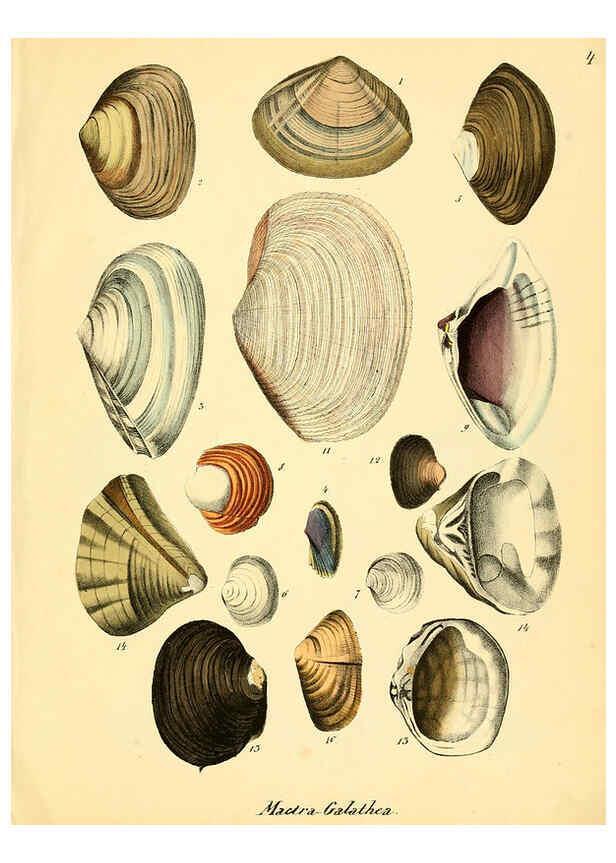 Reproducción/Reproduction 6028530043: Conchylienbuch, oder, Allgemeine und besondere Naturgeschichte der Muscheln und Schnecken Stuttgart :Verlag von Krais & Hoffmann,1855