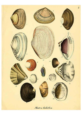 Reproducción/Reproduction 6028530043: Conchylienbuch, oder, Allgemeine und besondere Naturgeschichte der Muscheln und Schnecken Stuttgart :Verlag von Krais & Hoffmann,1855
