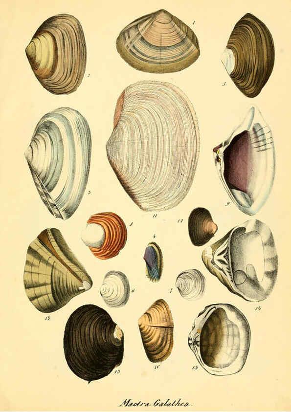 Reproducción/Reproduction 6028530043: Conchylienbuch, oder, Allgemeine und besondere Naturgeschichte der Muscheln und Schnecken Stuttgart :Verlag von Krais & Hoffmann,1855