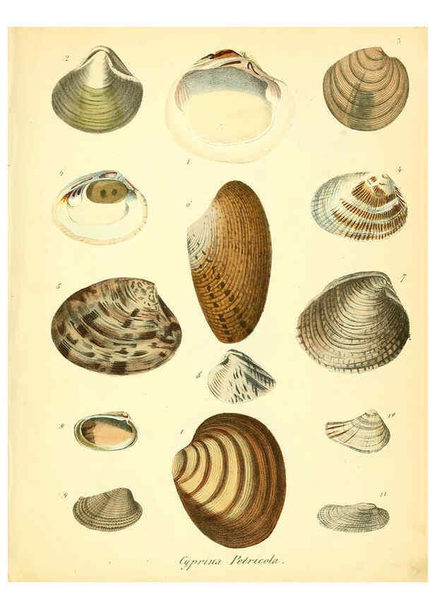 Reproducción/Reproduction 6028530273: Conchylienbuch, oder, Allgemeine und besondere Naturgeschichte der Muscheln und Schnecken Stuttgart :Verlag von Krais & Hoffmann,1855
