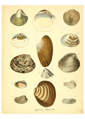 Reproducción/Reproduction 6028530273: Conchylienbuch, oder, Allgemeine und besondere Naturgeschichte der Muscheln und Schnecken Stuttgart :Verlag von Krais & Hoffmann,1855