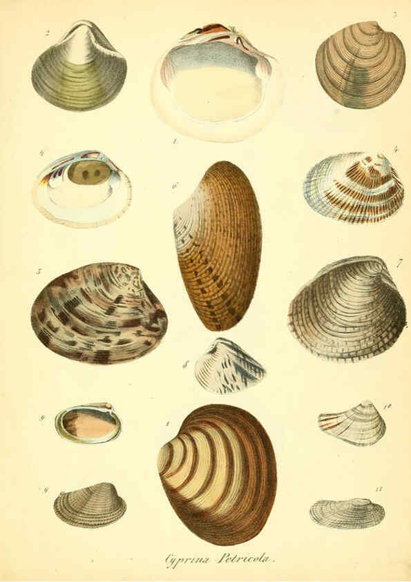 Reproducción/Reproduction 6028530273: Conchylienbuch, oder, Allgemeine und besondere Naturgeschichte der Muscheln und Schnecken Stuttgart :Verlag von Krais & Hoffmann,1855
