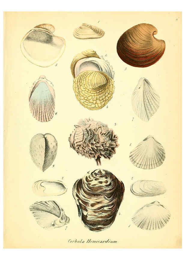 Reproducción/Reproduction 6028530527: Conchylienbuch, oder, Allgemeine und besondere Naturgeschichte der Muscheln und Schnecken Stuttgart :Verlag von Krais & Hoffmann,1855