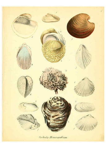 Reproducción/Reproduction 6028530527: Conchylienbuch, oder, Allgemeine und besondere Naturgeschichte der Muscheln und Schnecken Stuttgart :Verlag von Krais & Hoffmann,1855