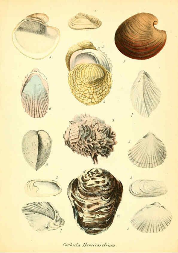 Reproducción/Reproduction 6028530527: Conchylienbuch, oder, Allgemeine und besondere Naturgeschichte der Muscheln und Schnecken Stuttgart :Verlag von Krais & Hoffmann,1855