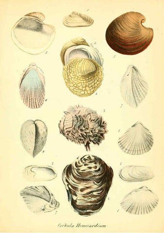 Reproducción/Reproduction 6028530527: Conchylienbuch, oder, Allgemeine und besondere Naturgeschichte der Muscheln und Schnecken Stuttgart :Verlag von Krais & Hoffmann,1855