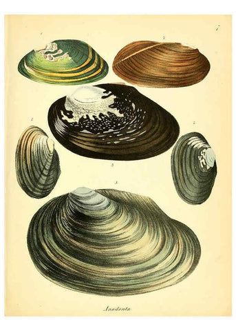 Reproducción/Reproduction 6029083164: Conchylienbuch, oder, Allgemeine und besondere Naturgeschichte der Muscheln und Schnecken Stuttgart :Verlag von Krais & Hoffmann,1855