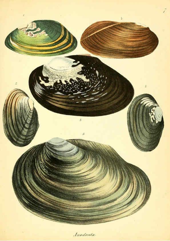 Reproducción/Reproduction 6029083164: Conchylienbuch, oder, Allgemeine und besondere Naturgeschichte der Muscheln und Schnecken Stuttgart :Verlag von Krais & Hoffmann,1855