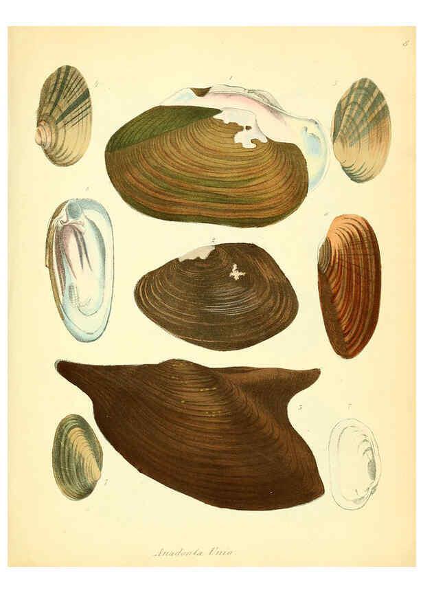 Reproducción/Reproduction 6028530841: Conchylienbuch, oder, Allgemeine und besondere Naturgeschichte der Muscheln und Schnecken Stuttgart :Verlag von Krais & Hoffmann,1855
