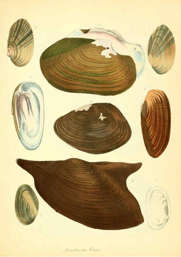 Reproducción/Reproduction 6028530841: Conchylienbuch, oder, Allgemeine und besondere Naturgeschichte der Muscheln und Schnecken Stuttgart :Verlag von Krais & Hoffmann,1855