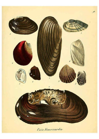 Reproducción/Reproduction 6028531099: Conchylienbuch, oder, Allgemeine und besondere Naturgeschichte der Muscheln und Schnecken Stuttgart :Verlag von Krais & Hoffmann,1855