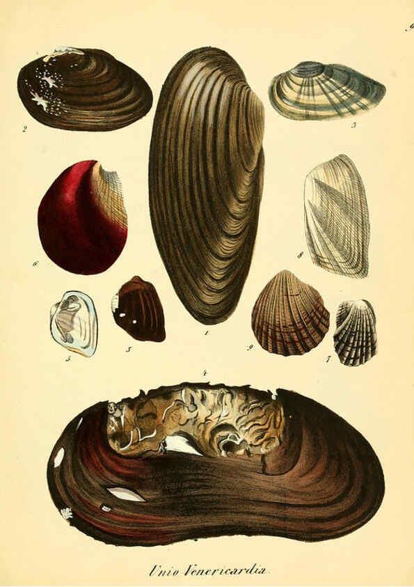 Reproducción/Reproduction 6028531099: Conchylienbuch, oder, Allgemeine und besondere Naturgeschichte der Muscheln und Schnecken Stuttgart :Verlag von Krais & Hoffmann,1855