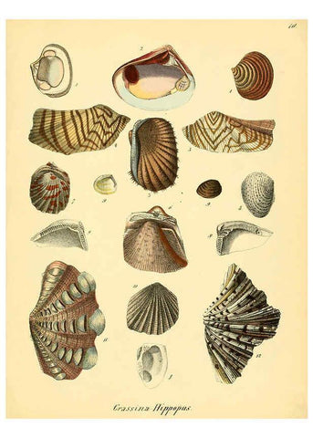 Reproducción/Reproduction 6028531281: Conchylienbuch, oder, Allgemeine und besondere Naturgeschichte der Muscheln und Schnecken Stuttgart :Verlag von Krais & Hoffmann,1855
