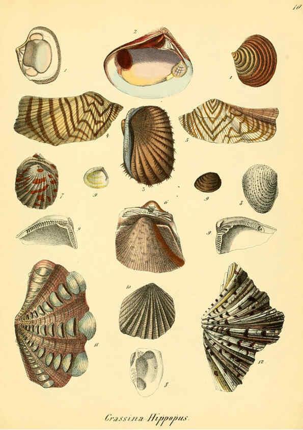 Reproducción/Reproduction 6028531281: Conchylienbuch, oder, Allgemeine und besondere Naturgeschichte der Muscheln und Schnecken Stuttgart :Verlag von Krais & Hoffmann,1855
