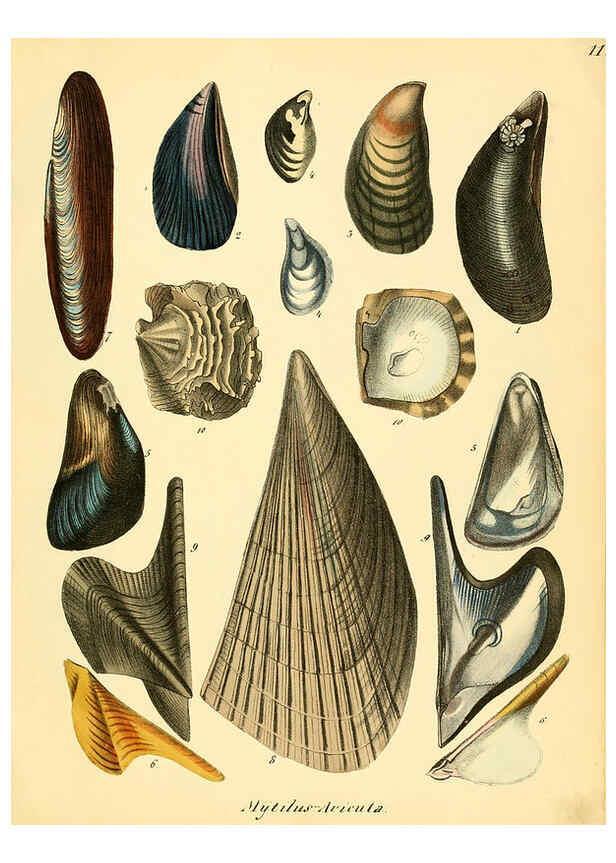 Reproducción/Reproduction 6028531481: Conchylienbuch, oder, Allgemeine und besondere Naturgeschichte der Muscheln und Schnecken Stuttgart :Verlag von Krais & Hoffmann,1855