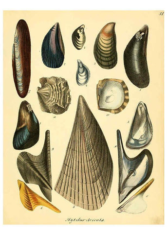 Reproducción/Reproduction 6028531481: Conchylienbuch, oder, Allgemeine und besondere Naturgeschichte der Muscheln und Schnecken Stuttgart :Verlag von Krais & Hoffmann,1855